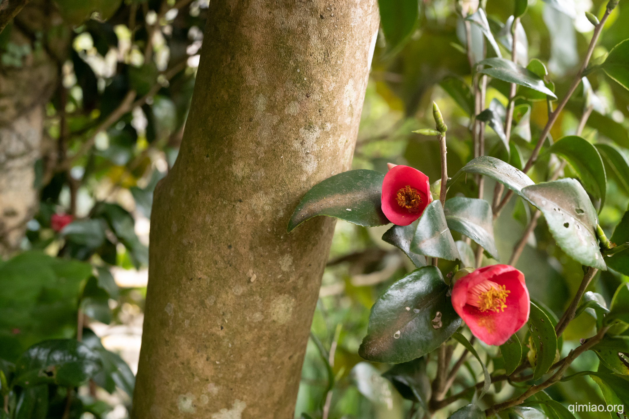 香港茶的硕大树干